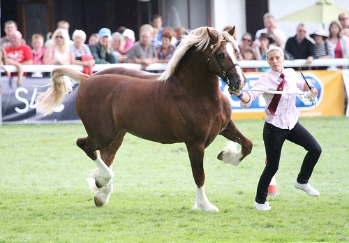 Welsh Cob Stallion, Menai Martino